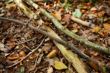 branches on the forest ground