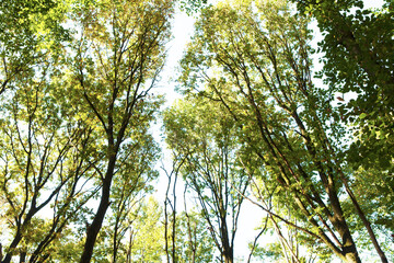 trees and sky