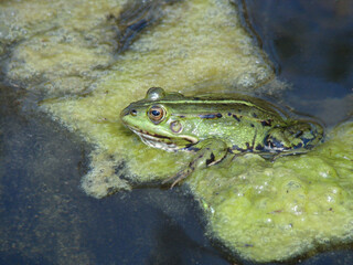 Green river frog close-up among swampy vegetation.