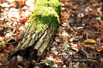 moss on a tree trunk