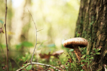mushroom in the forest