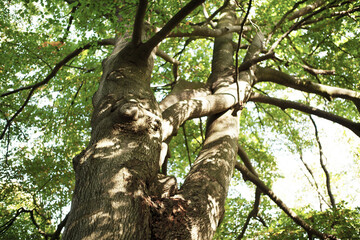 tree in the forest