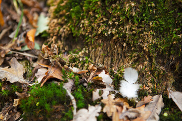 closeup autumn in the forest