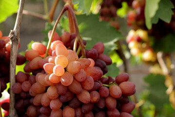 Ripe and juicy bunch of grapes - an excellent autumn harvest, there will be a lot of wine and juice.