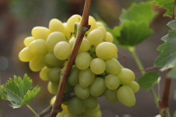 Ripe and juicy bunch of grapes - an excellent autumn harvest, there will be a lot of wine and juice.