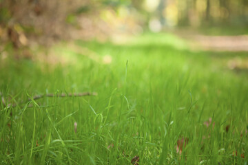 green grass in the morning