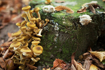group of mushrooms on a tree trunk