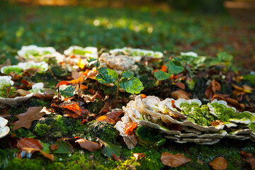mushrooms in the forest