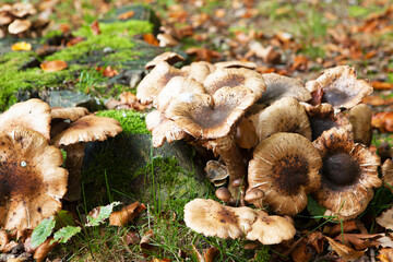 mushrooms in the forest