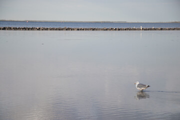 seagull on the lake