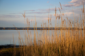 Fototapeta na wymiar reeds at the lake