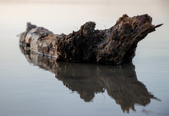 tree trunk in water closeup