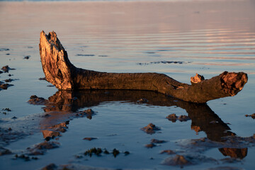 tree branch in water