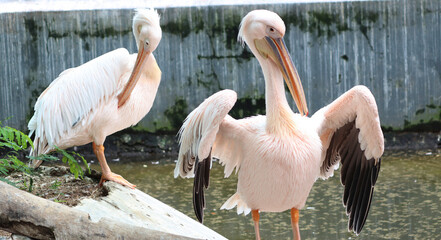 Pelican, white pelican, water bird, pink, large beak, spring dress