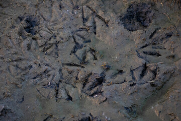 texture of seagull prints in the sand
