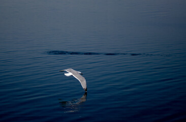 seagull in flight over water