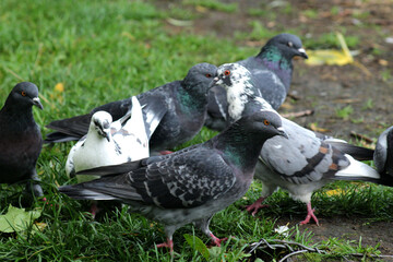 A flock of pigeons in the park.