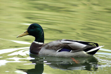 Drake duck swims on the water.