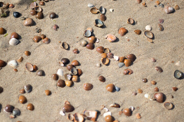 Fototapeta na wymiar seashells on the beach sand texture background