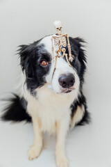 Trick or Treat concept. Funny puppy dog border collie holding skeleton on nose isolated on white background. Preparation for Halloween party.