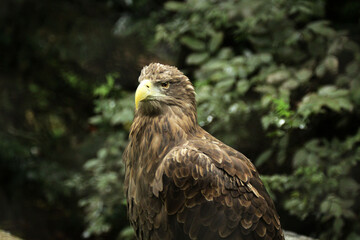 Obraz premium Big eagle on the background of green trees.