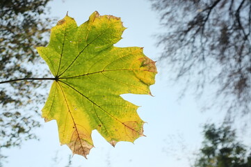 maple leaves in autumn