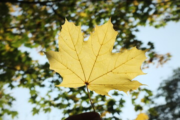 Fototapeta na wymiar autumn maple leaves background 