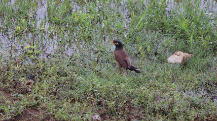 myna in grass land in one bird in this side