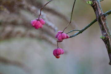 Pink Berries Winter Autumn Impression