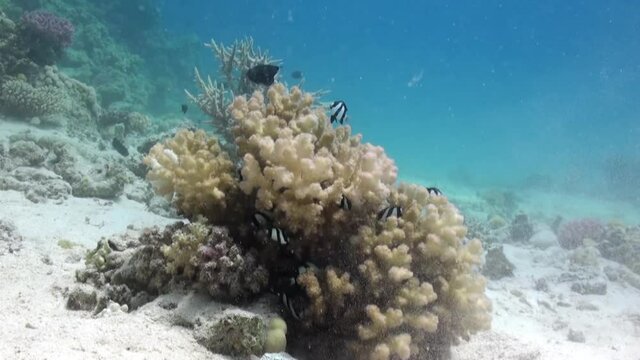 Staghorn corals on sandy bottom on reef. Amazing, beautiful underwater world Red Sea and life of its inhabitants, creatures and diving, travels with them. Wonderful experience in sea
