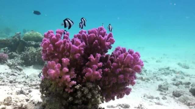 Staghorn corals on sandy bottom on reef. Amazing, beautiful underwater world Red Sea and life of its inhabitants, creatures and diving, travels with them. Wonderful experience in sea