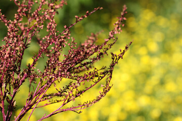 Dried Flowers with Blurred Yellow Flowers in Background