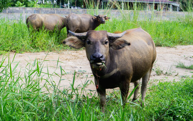 buffalo eating grass in nature