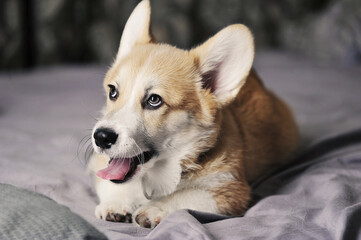 Pembroke Welsh corgi puppy is lying
