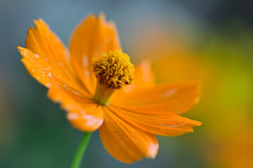 キバナコスモス