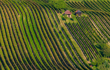 winw, vinyeard, South Moravia, landscape