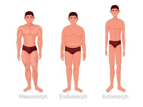 Human body types. Mesomorphic athletic body and full endomorphic with subcutaneous fat lean toned figure with thin long vector limbs