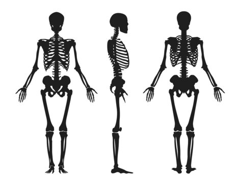Human black silhouette of skeleton. Upper part with skull rib cage and arms turned in profile from front and side legs with hip joint and vector arms.