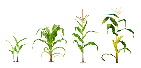 Fototapeta na wymiar Corn plant growing isolated on white background for garden design