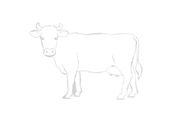 Farm animal. Cow sketch. Hand drawn. Black and white vector illustration isolated on white background.
