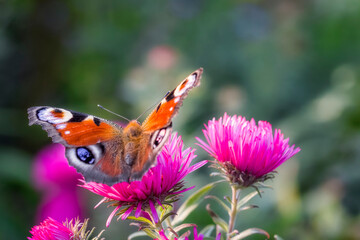 Pfauenauge das auf der Blüte einer Aster sitzt und Nektar durch seinen Rüssel trinkt 