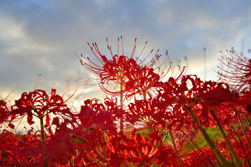 矢勝川の彼岸花