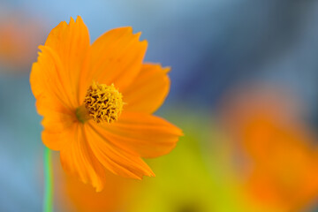 キバナコスモス