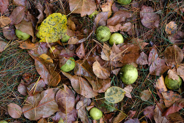 Autumn background with paradise apples and fallen leaves. After the rain.