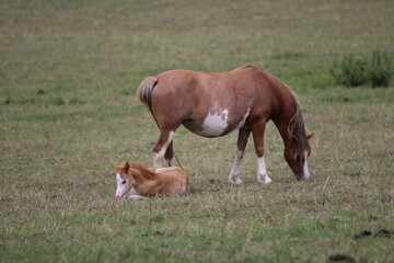 Fototapeta na wymiar Horses Eating and playing in the field