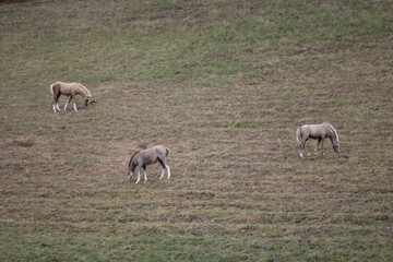 Obraz na płótnie Canvas Horses Eating and playing in the field