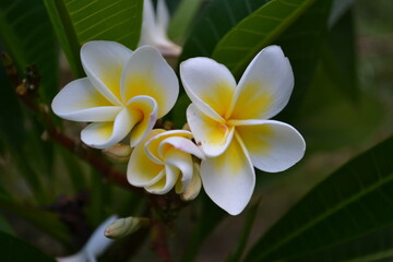 Fototapeta na wymiar White Frangipani Flowers