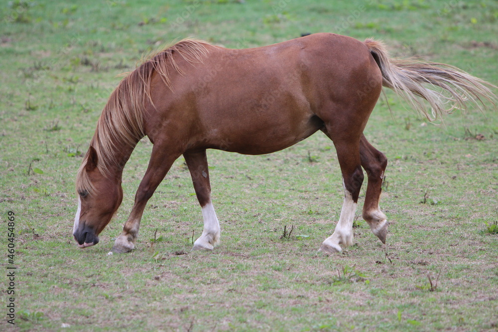 Wall mural Horses Eating and playing in the field