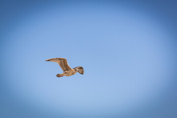 Möwe fliegt am Strand der Nordsee entlang