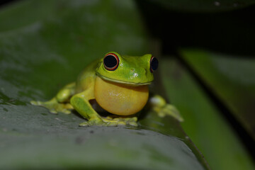 Green Tree Frog Close Up